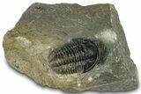 Detailed Gerastos Trilobite Fossil - Morocco #311236-3